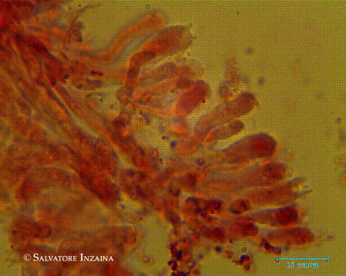 Clitocybe vermicularis